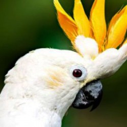 Are You Ready for a Pet Bird?